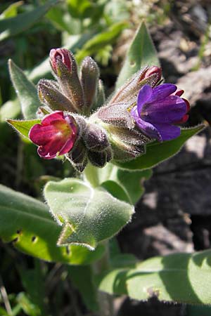 Pulmonaria mollis \ Weiches Lungenkraut / Soft Lungwort, D Hurlach 18.4.2009