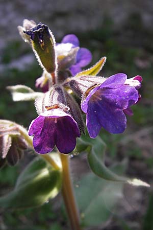 Pulmonaria mollis \ Weiches Lungenkraut / Soft Lungwort, D Hurlach 18.4.2009