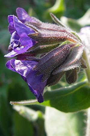 Pulmonaria mollis \ Weiches Lungenkraut / Soft Lungwort, D Hurlach 18.4.2009