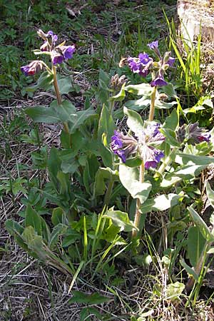 Pulmonaria mollis \ Weiches Lungenkraut / Soft Lungwort, D Hurlach 18.4.2009