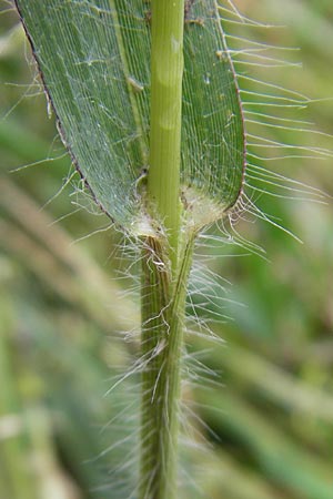 Panicum miliaceum subsp. ruderale \ Unkraut-Rispen-Hirse / Blackseeded Proso Millet, Broomcorn Millet, D Reilingen 6.10.2011