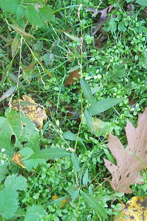 Persicaria mitis \ Milder Knterich / Water-Pepper, D Odenwald, Ursenbach 16.10.2011