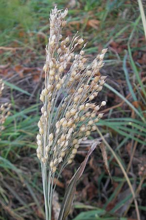 Panicum miliaceum subsp. miliaceum \ Echte Rispen-Hirse / Common Millet, D Mannheim 17.10.2011