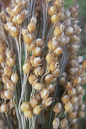 Panicum miliaceum subsp. miliaceum \ Echte Rispen-Hirse / Common Millet, D Mannheim 17.10.2011
