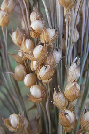 Panicum miliaceum subsp. miliaceum \ Echte Rispen-Hirse / Common Millet, D Mannheim 17.10.2011