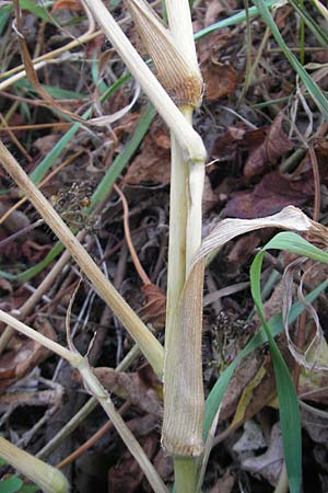 Panicum miliaceum subsp. miliaceum \ Echte Rispen-Hirse / Common Millet, D Mannheim 17.10.2011