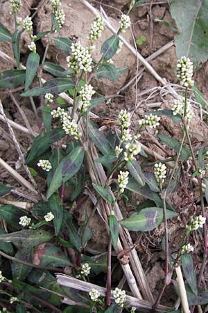 Persicaria maculosa \ Floh-Knterich / Redshank, D Wiesloch 11.9.2012