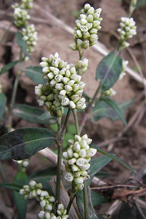 Persicaria maculosa \ Floh-Knterich / Redshank, D Wiesloch 11.9.2012