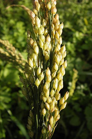 Panicum miliaceum subsp. miliaceum \ Echte Rispen-Hirse / Common Millet, D Mannheim 5.11.2013