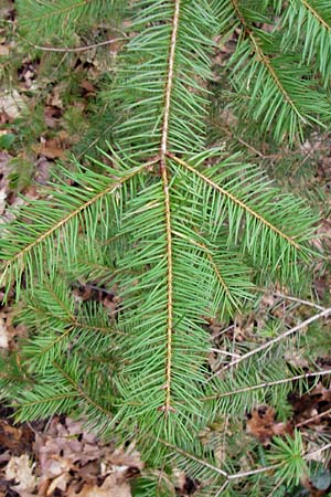 Pseudotsuga menziesii \ Grne Douglasie / Douglas Fir, D Heidelberg 15.3.2014