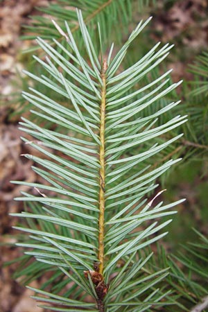 Pseudotsuga menziesii \ Grne Douglasie / Douglas Fir, D Heidelberg 15.3.2014