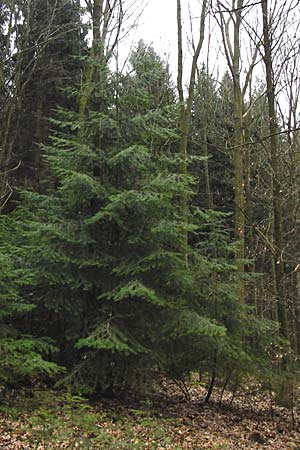 Pseudotsuga menziesii \ Grne Douglasie / Douglas Fir, D Heidelberg 15.3.2014