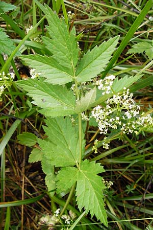 Pimpinella major \ Groe Bibernelle / Greater Burnet Saxifrage, D Irndorfer Hardt 8.7.2014