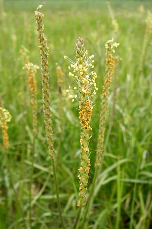 Plantago maritima \ Strand-Wegerich / Sea Plantain, D Bad Nauheim 26.7.2014