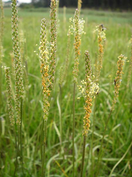 Plantago maritima \ Strand-Wegerich / Sea Plantain, D Bad Nauheim 26.7.2014