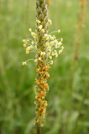 Plantago maritima \ Strand-Wegerich / Sea Plantain, D Bad Nauheim 26.7.2014