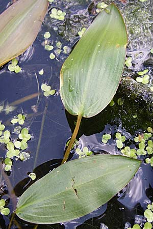 Potamogeton natans ? \ Schwimmendes Laichkraut / Broad-Leaved Pontweed, D Eisenberg 17.8.2008