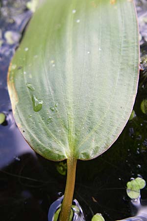 Potamogeton natans ? \ Schwimmendes Laichkraut / Broad-Leaved Pontweed, D Eisenberg 17.8.2008
