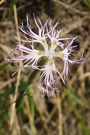 Dianthus superbus subsp. superbus \ Gewhnliche Prachtnelke / Superb Pink, Large Pink, D Römerberg 9.9.2009