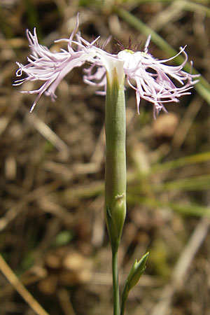 Dianthus superbus subsp. superbus \ Gewhnliche Prachtnelke / Superb Pink, Large Pink, D Römerberg 9.9.2009