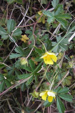 Potentilla annweiler \ Annweiler-H&uuml;gel-Fingerkraut / Annweiler Cinquefoil, D Queichhambach 4.5.2011