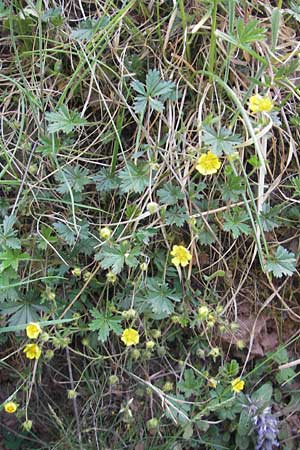 Potentilla annweiler \ Annweiler-H&uuml;gel-Fingerkraut / Annweiler Cinquefoil, D Queichhambach 4.5.2011