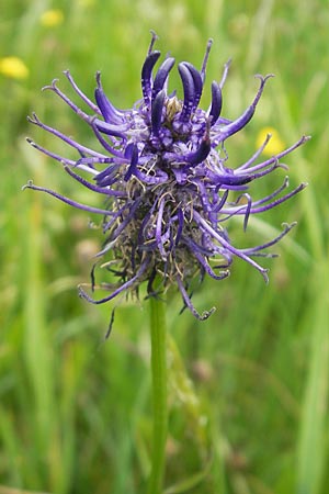 Phyteuma nigrum \ Schwarze Teufelskralle / Black Rampion, D Idar-Oberstein 14.5.2011