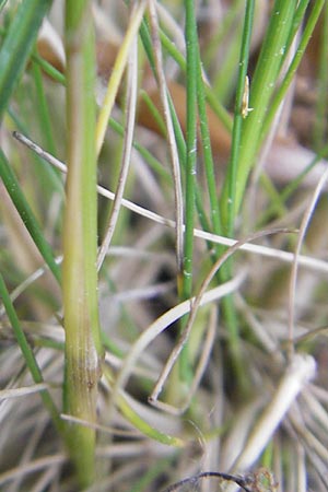 Festuca rubra agg. \ Gewhnlicher Rot-Schwingel / Creeping Red Fescue, D Karlsruhe 20.5.2011