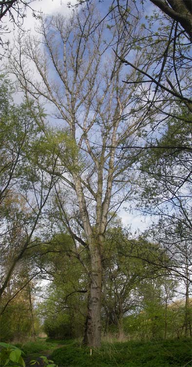 Populus x canadensis \ Kanadische Pappel, Bastard-Schwarzpappel / Black Poplar, D Mainz 21.4.2012