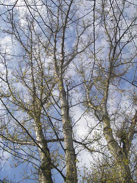 Populus x canadensis \ Kanadische Pappel, Bastard-Schwarzpappel / Black Poplar, D Mainz 21.4.2012
