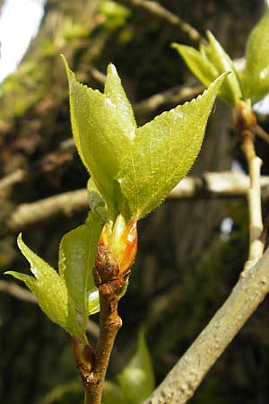 Populus x canadensis \ Kanadische Pappel, Bastard-Schwarzpappel / Black Poplar, D Mainz 21.4.2012