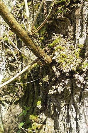 Populus x canadensis \ Kanadische Pappel, Bastard-Schwarzpappel / Black Poplar, D Mainz 21.4.2012