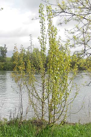 Populus x canadensis \ Kanadische Pappel, Bastard-Schwarzpappel / Black Poplar, D Mainz 21.4.2012
