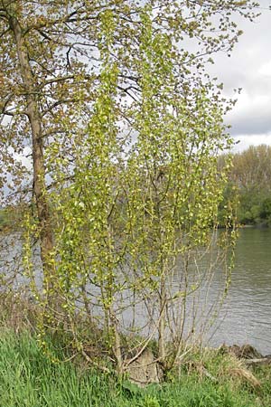 Populus x canadensis \ Kanadische Pappel, Bastard-Schwarzpappel / Black Poplar, D Mainz 21.4.2012