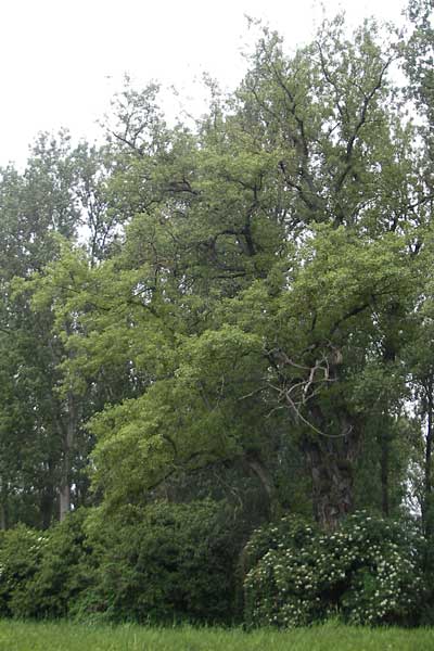 Populus nigra \ Schwarz-Pappel / Black Poplar, D Mainz 31.5.2012