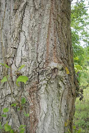 Populus nigra \ Schwarz-Pappel / Black Poplar, D Mainz 31.5.2012