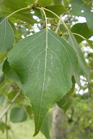 Populus nigra \ Schwarz-Pappel / Black Poplar, D Mainz 31.5.2012