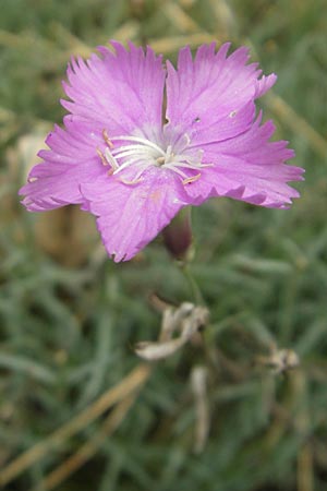 Dianthus gratianopolitanus \ Pfingst-Nelke / Cheddar Pink, D Kipfenberg 7.6.2012