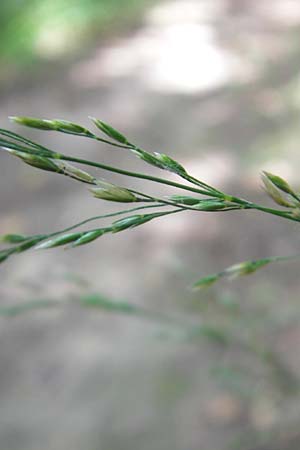 Poa nemoralis \ Hain-Rispengras / Wood Meadow Grass, D Bruchsal 23.6.2012