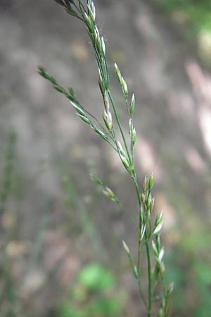 Poa nemoralis \ Hain-Rispengras / Wood Meadow Grass, D Bruchsal 23.6.2012
