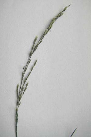 Poa nemoralis \ Hain-Rispengras / Wood Meadow Grass, D Bruchsal 23.6.2012