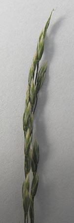 Poa nemoralis \ Hain-Rispengras / Wood Meadow Grass, D Bruchsal 23.6.2012