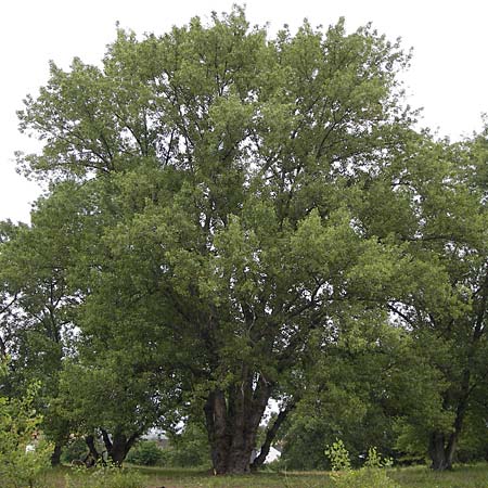 Populus nigra \ Schwarz-Pappel / Black Poplar, D Mainz 30.6.2012