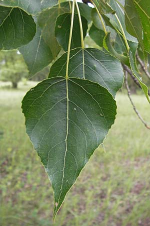Populus nigra \ Schwarz-Pappel / Black Poplar, D Mainz 30.6.2012