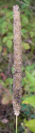 Phleum nodosum \ Knolliges Lieschgras, Bertolonis Wiesen-Lieschgras / Smaller Cat's-Tail, D Groß-Gerau 28.9.2012