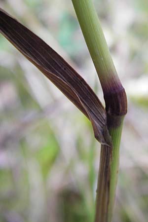 Phleum nodosum \ Knolliges Lieschgras, Bertolonis Wiesen-Lieschgras / Smaller Cat's-Tail, D Groß-Gerau 28.9.2012