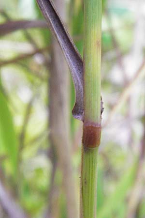 Phleum nodosum \ Knolliges Lieschgras, Bertolonis Wiesen-Lieschgras / Smaller Cat's-Tail, D Groß-Gerau 28.9.2012