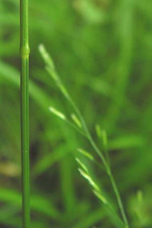 Poa nemoralis \ Hain-Rispengras / Wood Meadow Grass, D Bensheim-Langwaden 14.5.2013
