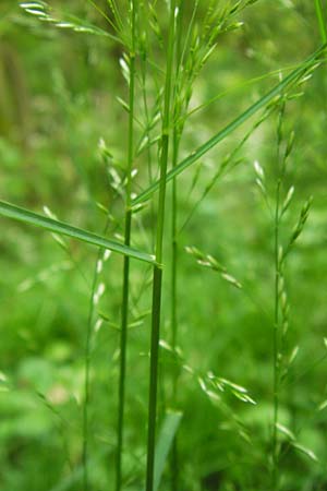 Poa nemoralis \ Hain-Rispengras / Wood Meadow Grass, D Bensheim-Langwaden 14.5.2013