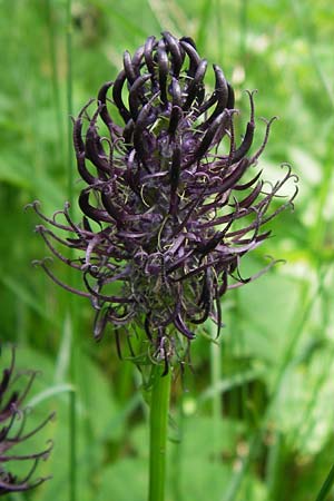 Phyteuma nigrum \ Schwarze Teufelskralle / Black Rampion, D Blankenau bei/near Fulda 7.6.2013